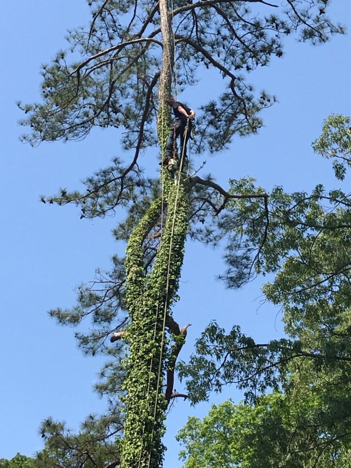 Advanced Tree Service Gallery