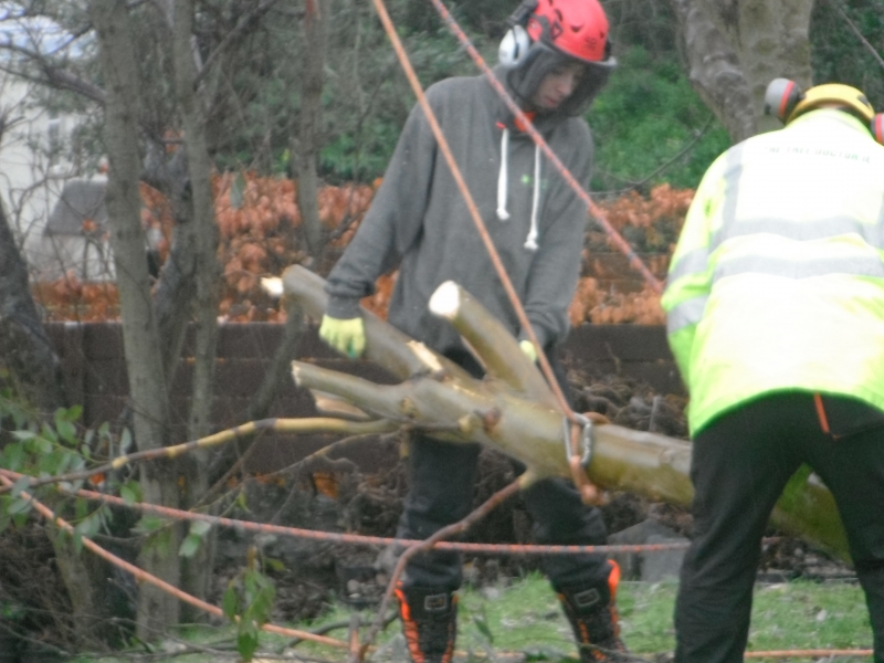 Dangerous Tree Removal Advanced Tree Care