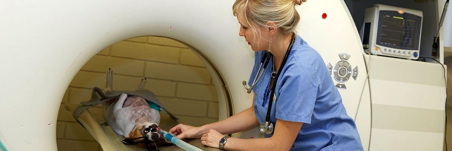 24 Hour Vet Emergency in Kensington & Melbourne Advanced Vetcare