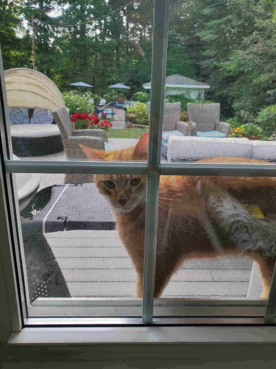 How to CatProof Windows Screen Mesh Protection and Repair