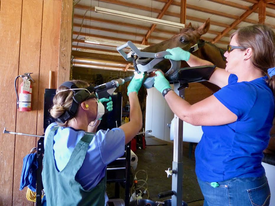 Advance Equine Dentistry Mobile Veterinarian in PARKER, CO