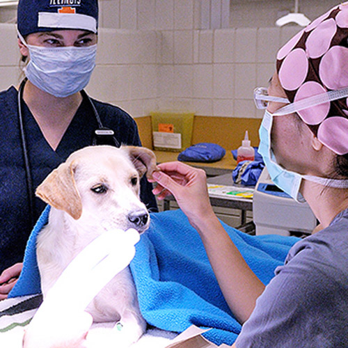 College of Veterinary Medicine Illinois Advancement