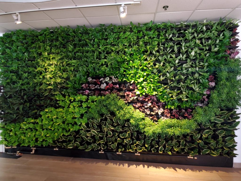 How green walls work Advance Plants