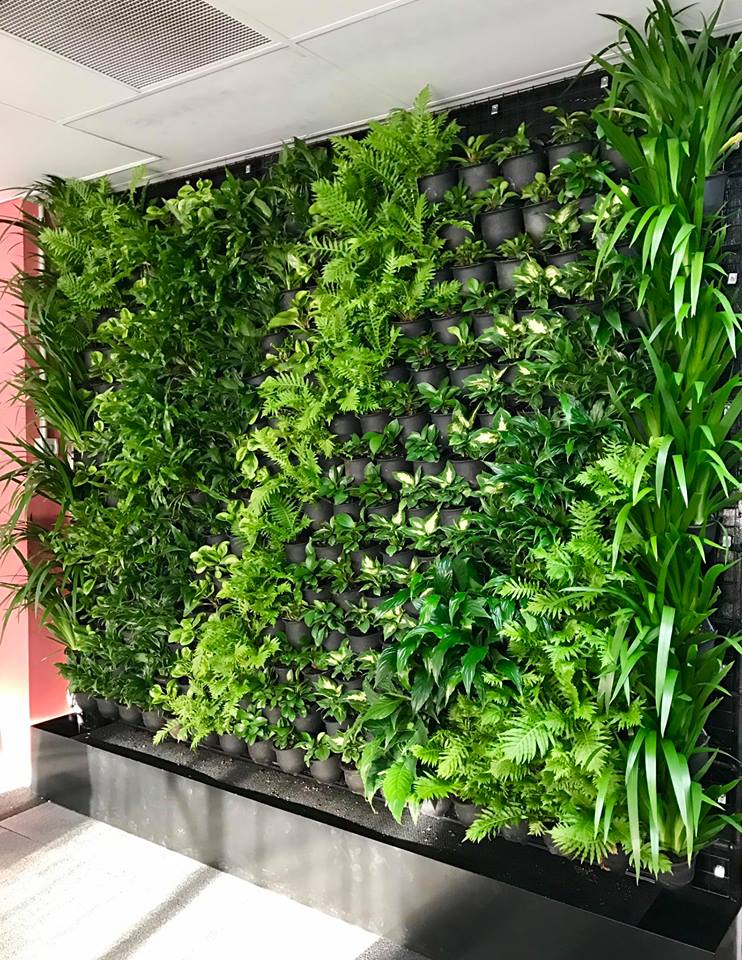 How green walls work Advance Plants