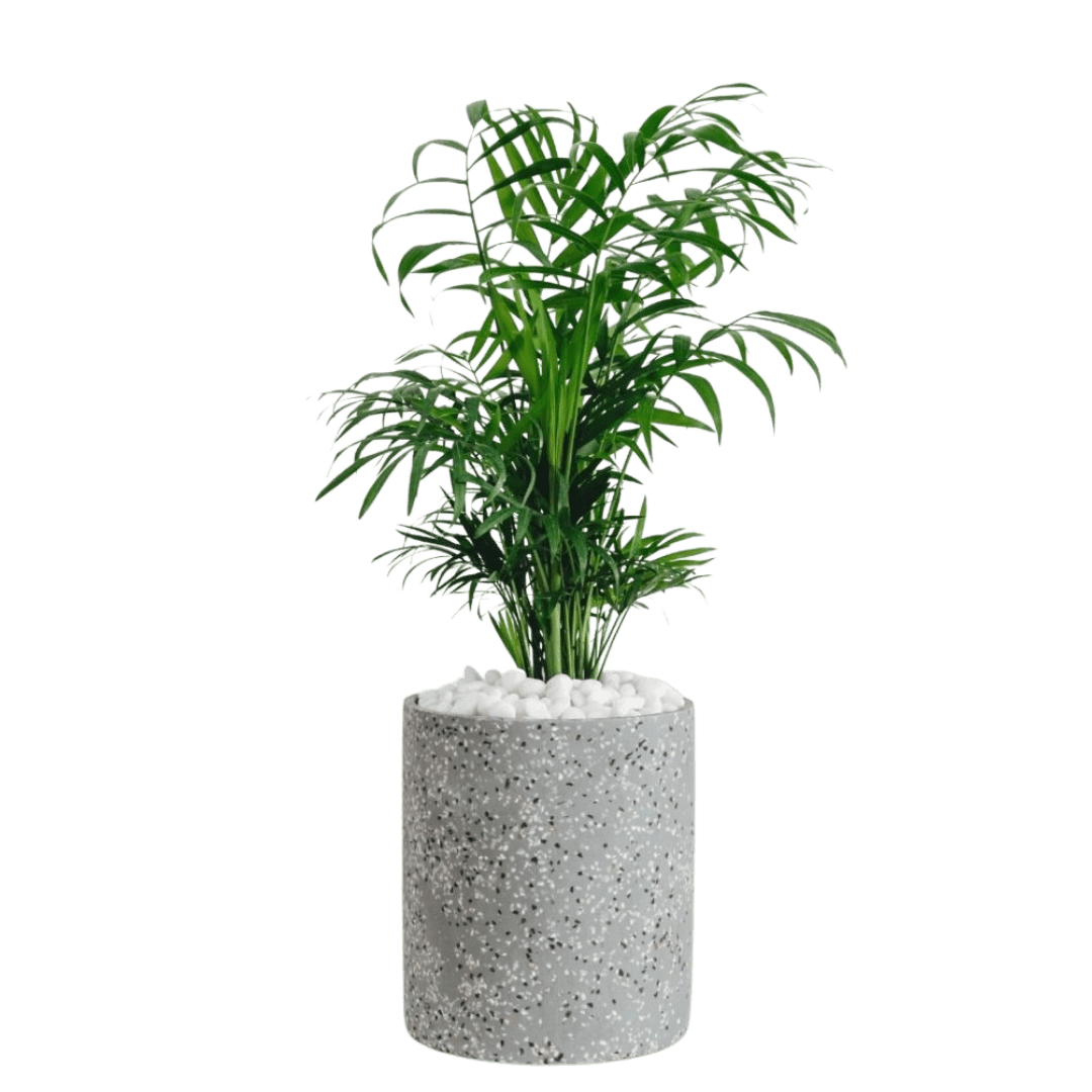 13 Indoor plants perfect for the Queensland climate Advance Plants