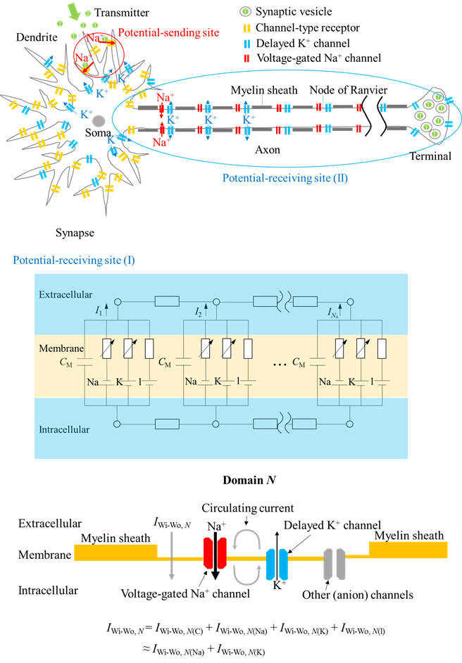 Proposal of a new mechanism for the directional propagation of the