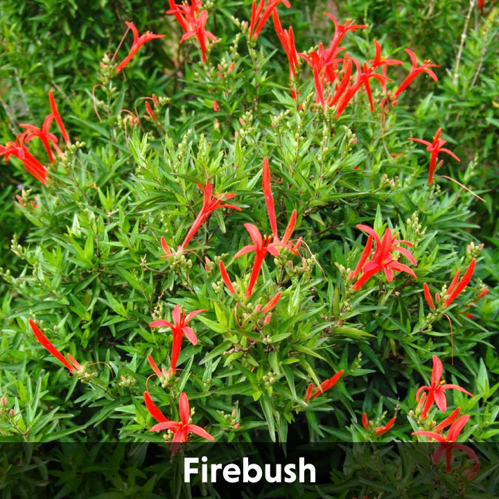 Best Plants For Las Vegas Plant Library Advantage Landscape