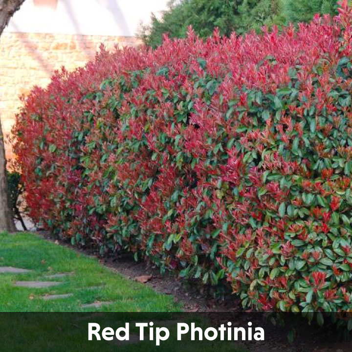 Best Plants For Las Vegas Plant Library Advantage Landscape