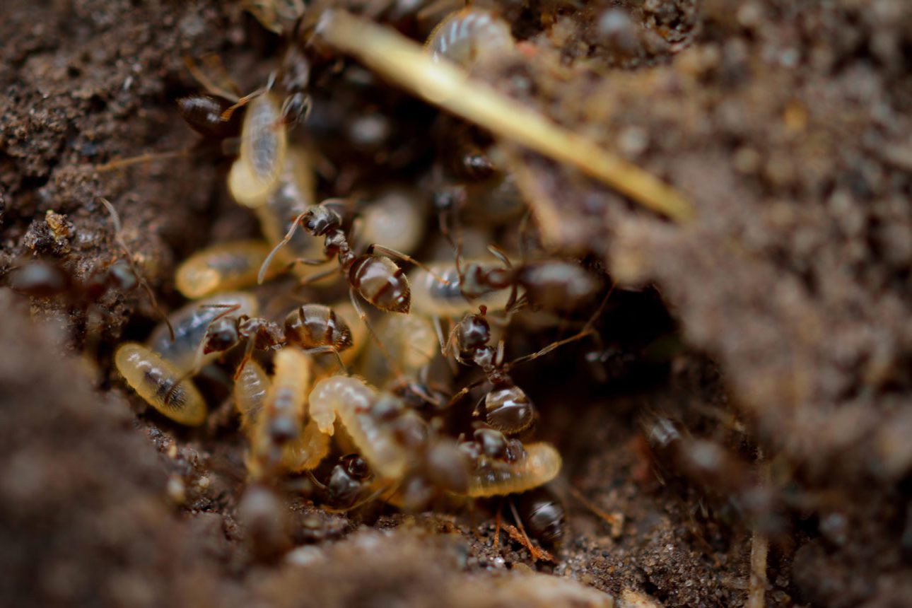 Pest Control Services in Baton Rouge, LA Advantage Services