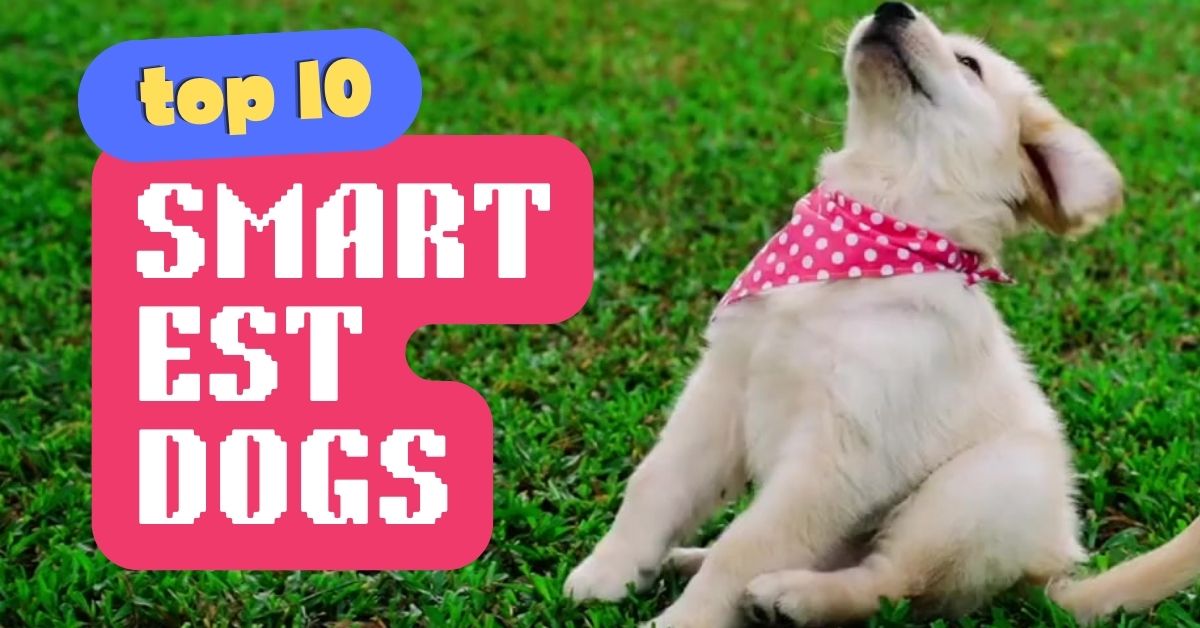 Top 10 Smartest Dogs Advantageslist