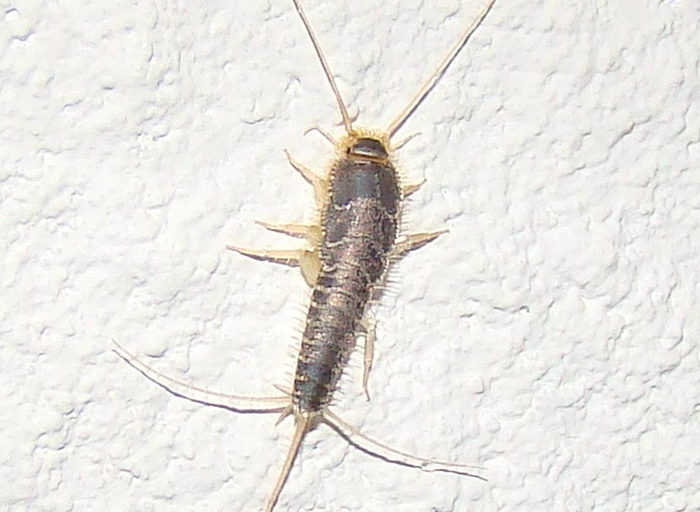 Understanding Kansas City Pest Environments Advantage Pest Control