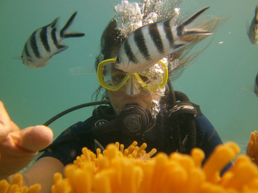 Best Dive Sites in Mauritius; Diving Spots for Any Levels (2024)