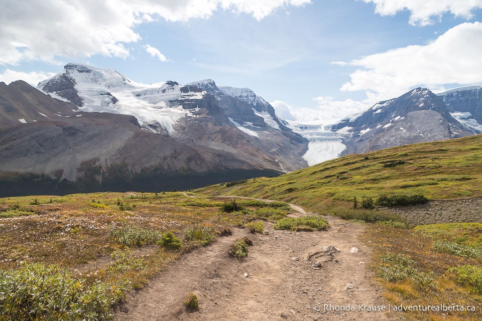 Wilcox Viewpoint Hike via Wilcox Pass Trail Jasper National Park