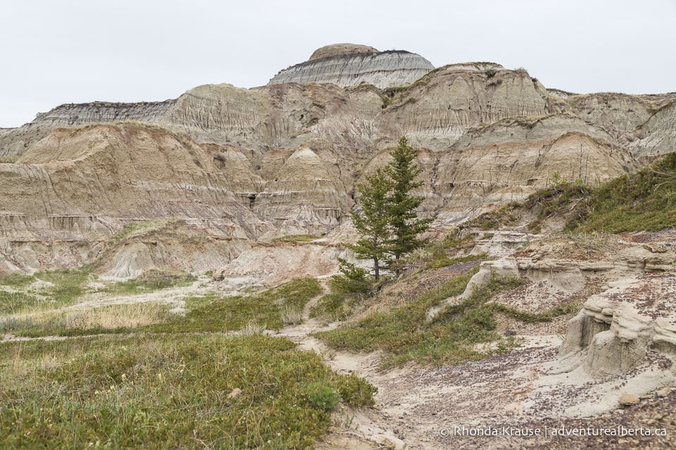 Horseshoe Canyon Drumheller Hiking Horseshoe Canyon Trail