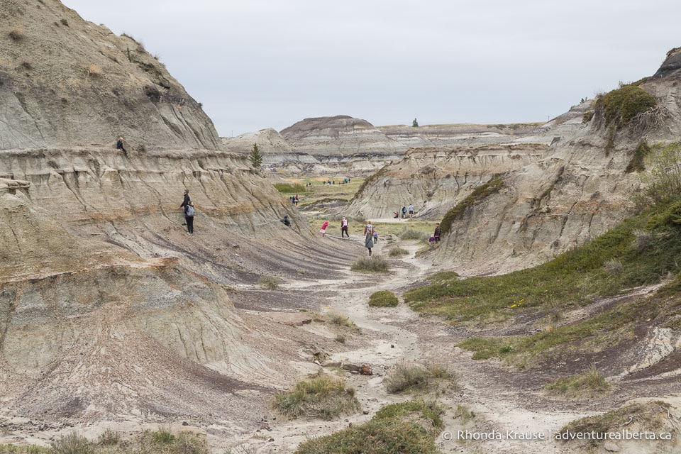Horseshoe Canyon Drumheller Hiking Horseshoe Canyon Trail