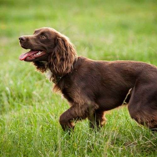 Top 10 Best Duck Hunting Dog Breeds Worldwide Adventure Footstep