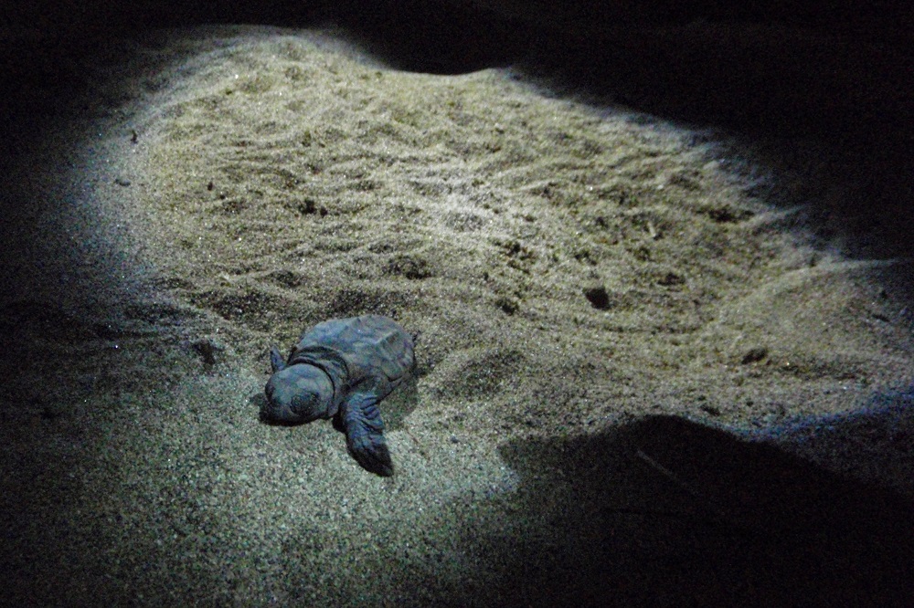 Turtle Hatching, Cyprus Adventure OClock