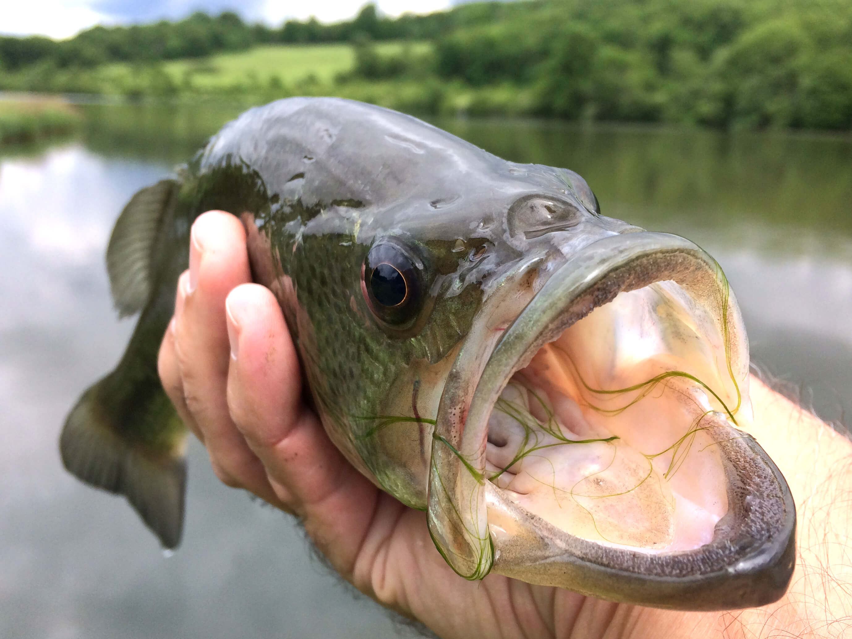 Where To Bass Fish Near Me Facts Largemouth Bass, A.k.a Ol