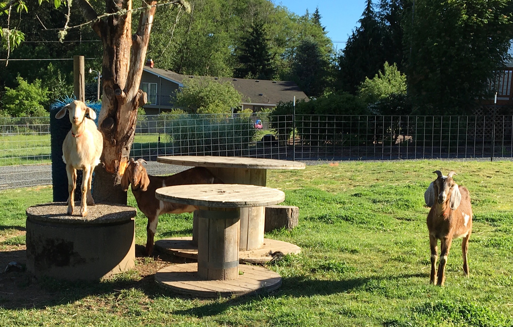 Amboy, Washington Seeking