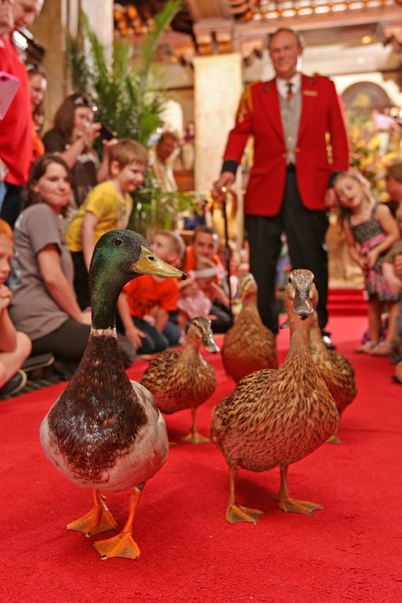 The Peabody Hotel Ducks Red Carpet Lifestyle Adventures All Around