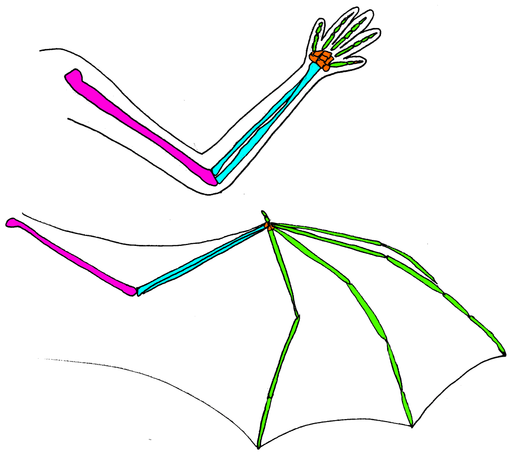 taxonomy Adventures in Bat Science