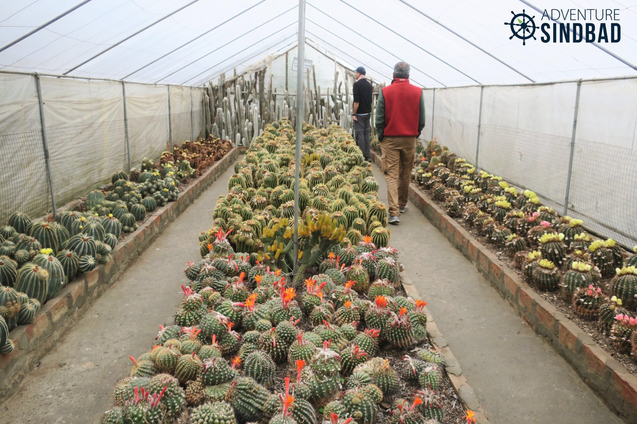Kalimpong Orchids and Cacti Nursery Adventure Sindbad