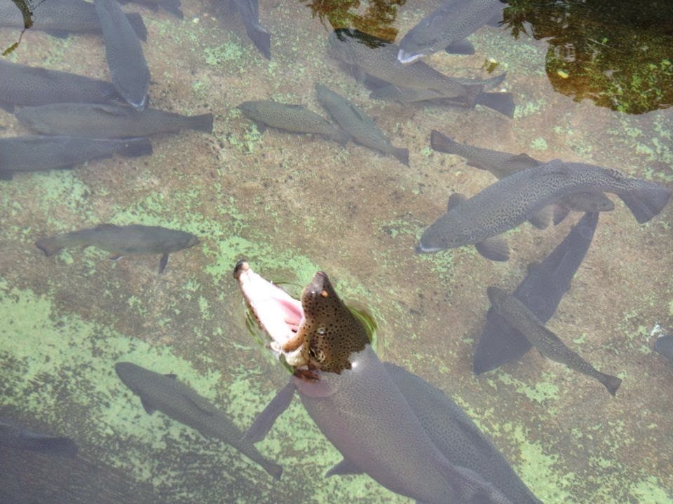 Powder Mill Park Fish Hatchery Victor, NY Adventures in New York