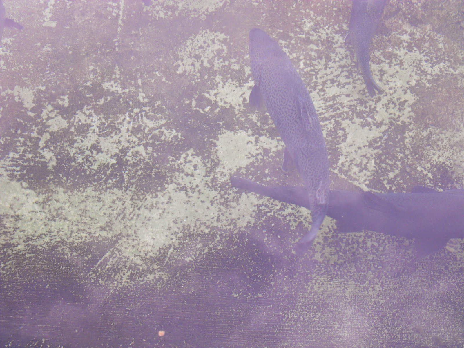 Powder Mill Park Fish Hatchery Victor, NY Adventures in New York