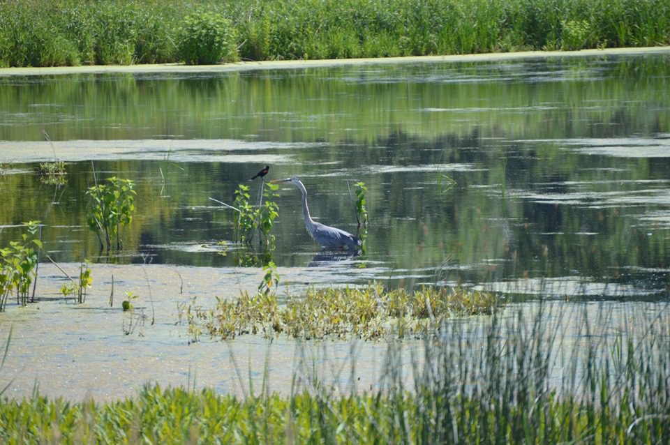 Montezuma National Wildlife Refuge Seneca Falls, NY Adventures in New York
