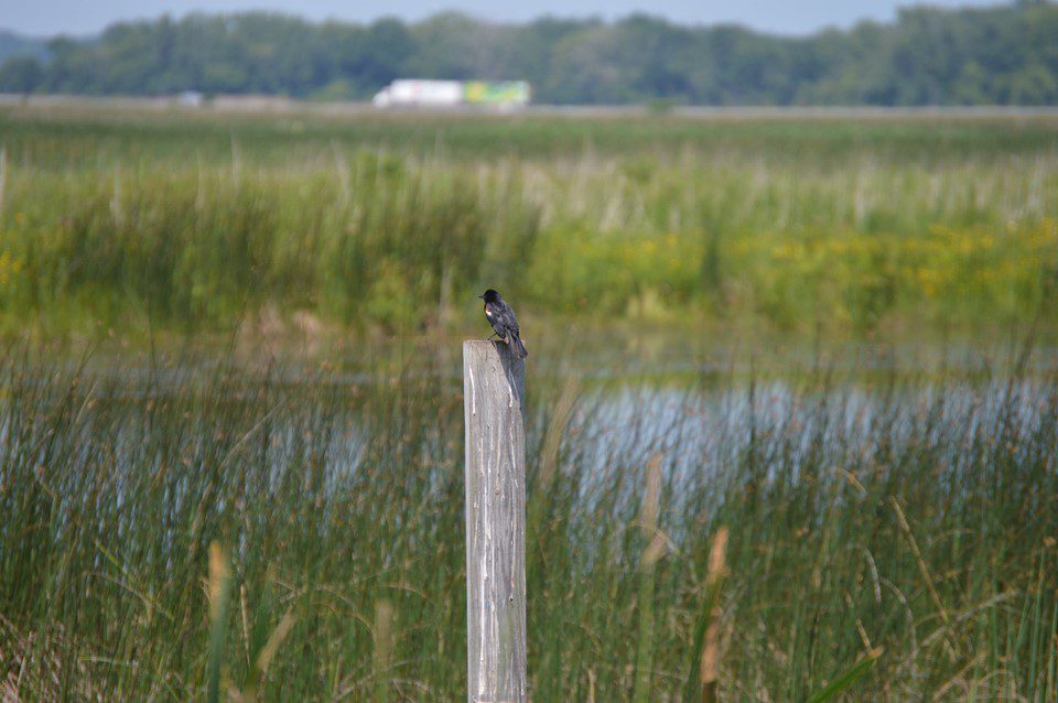 Montezuma National Wildlife Refuge Seneca Falls, NY Adventures in New York