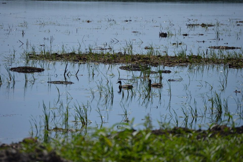 Montezuma National Wildlife Refuge Seneca Falls, NY Adventures in