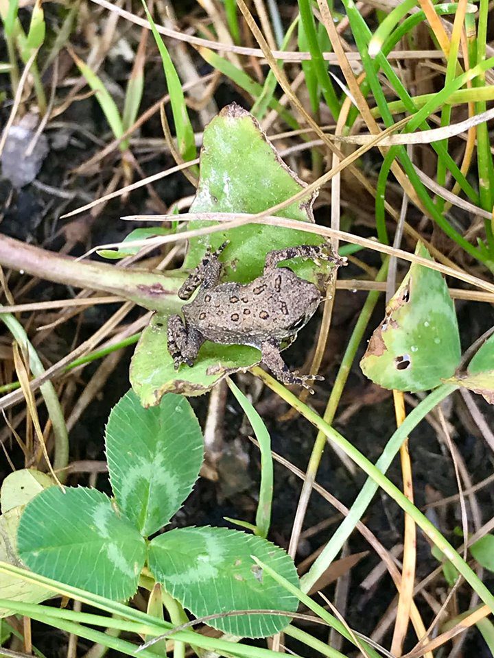Loon Lake Wetlands Preserve Wayland, NY Adventures in New York