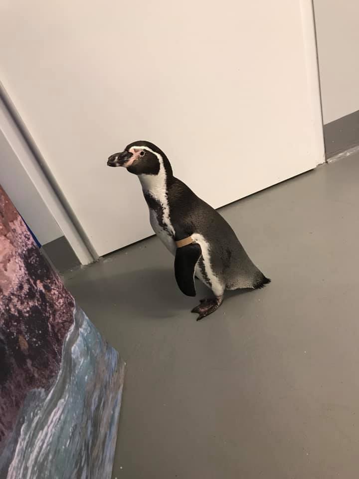 Buffalo/Niagara Region Zoos & Wildlife Adventures in New York