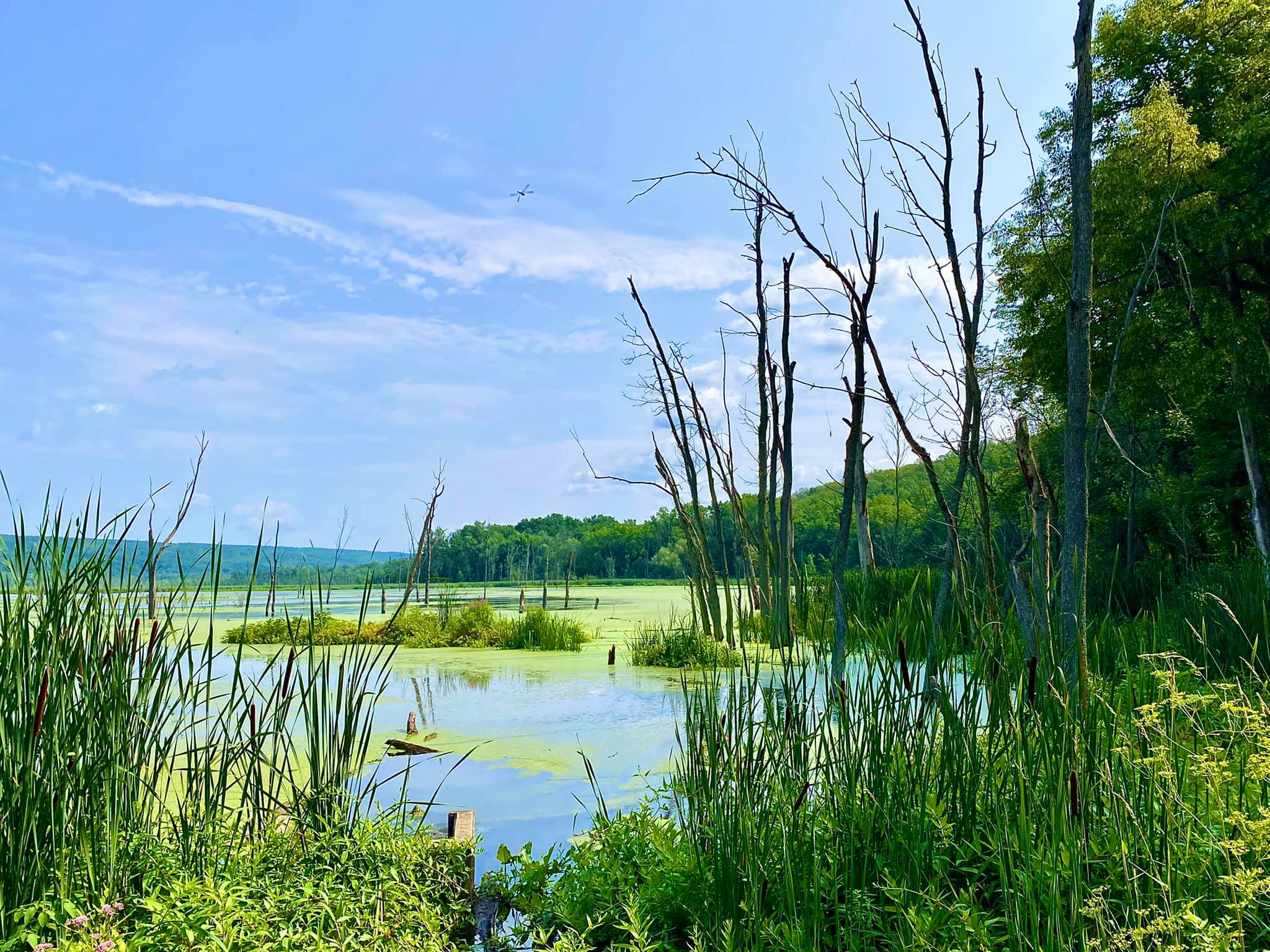 Conesus Lake Inlet Wildlife Management Area Adventures in New York