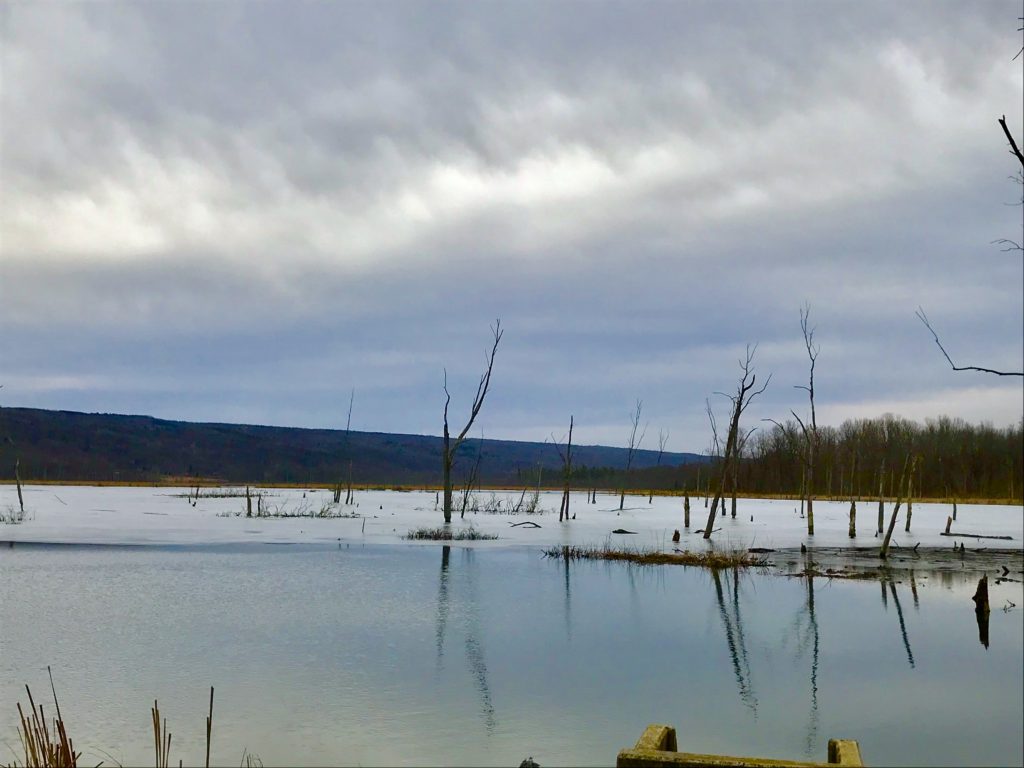 Conesus Lake Inlet Wildlife Management Area Adventures in New York