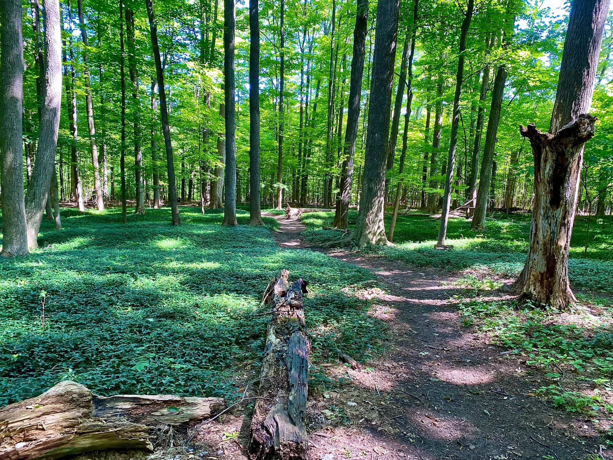 Harris Whalen Park Nature Trail Penfield, NY Adventures in New York