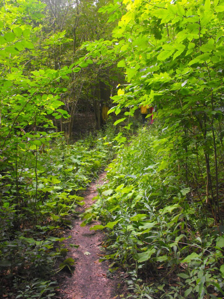 Harris Whalen Park Nature Trail Penfield, NY Adventures in New York