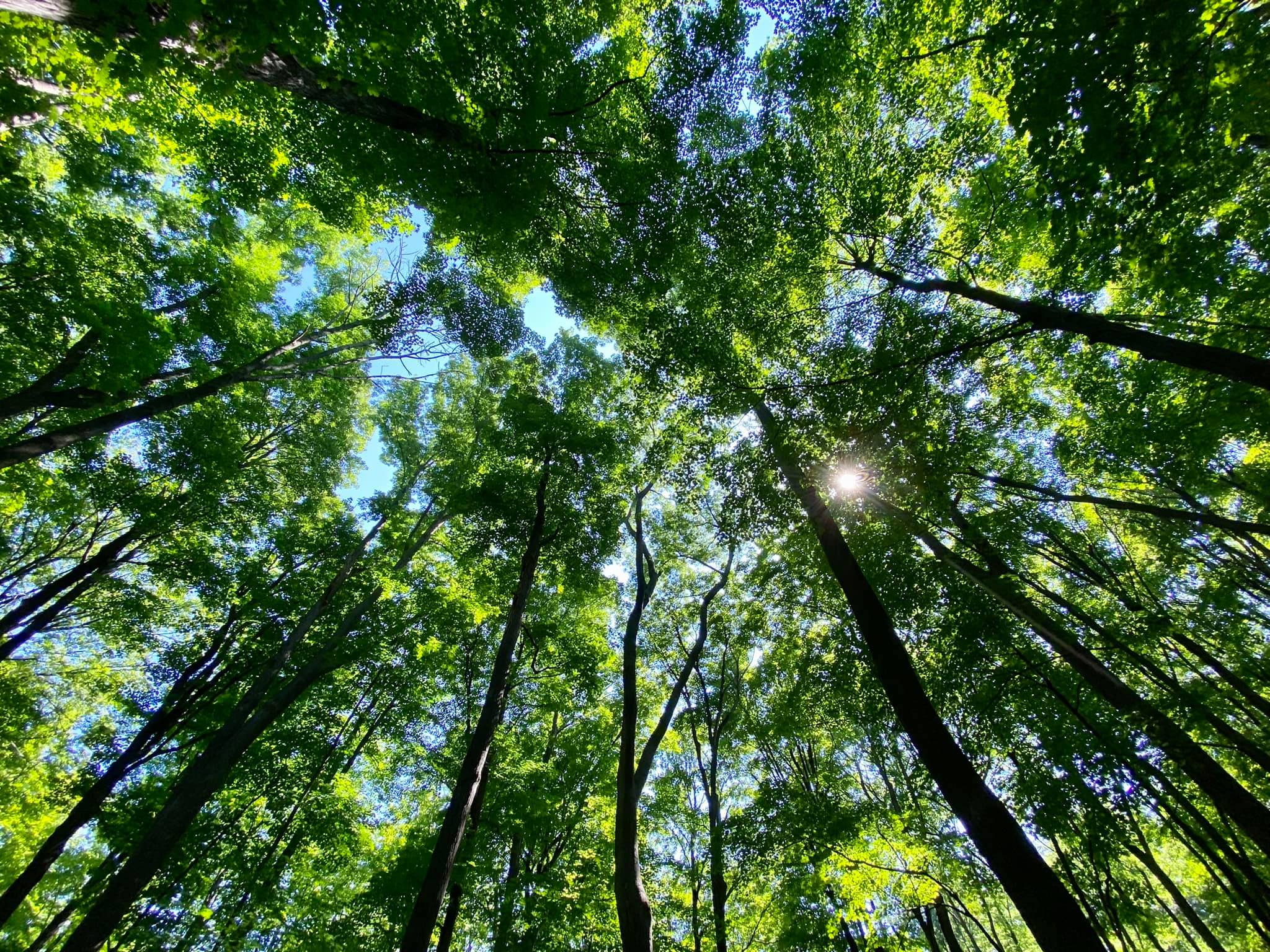 Harris Whalen Park Nature Trail Penfield, NY Adventures in New York