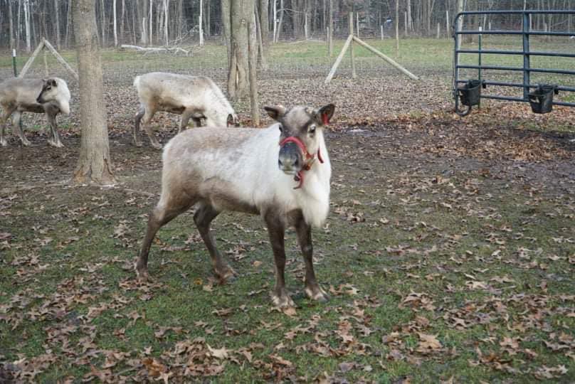 Shortsville Reindeer Farm Shortsville, NY Adventures in New York