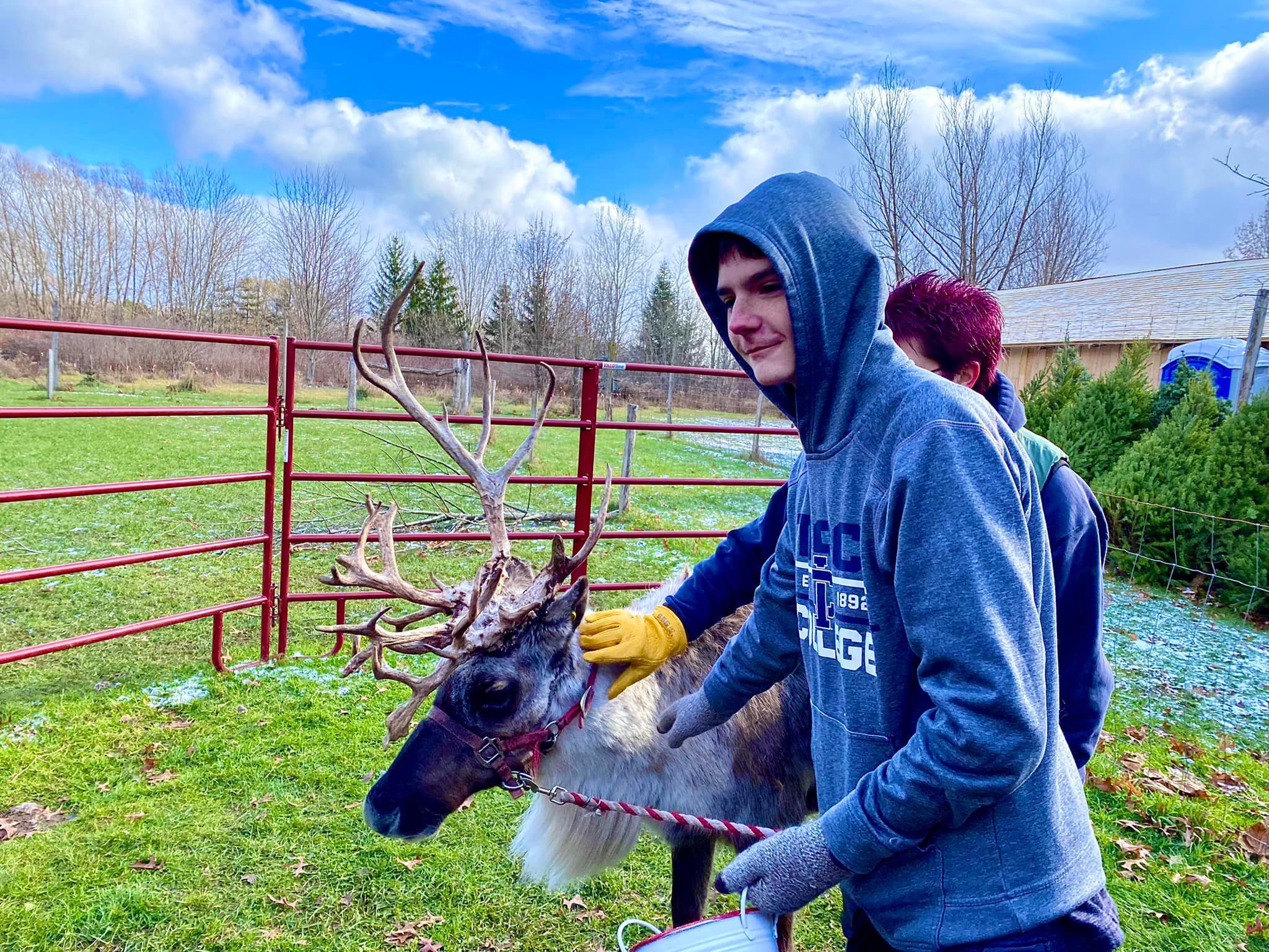 Shortsville Reindeer Farm Shortsville, NY Adventures in New York