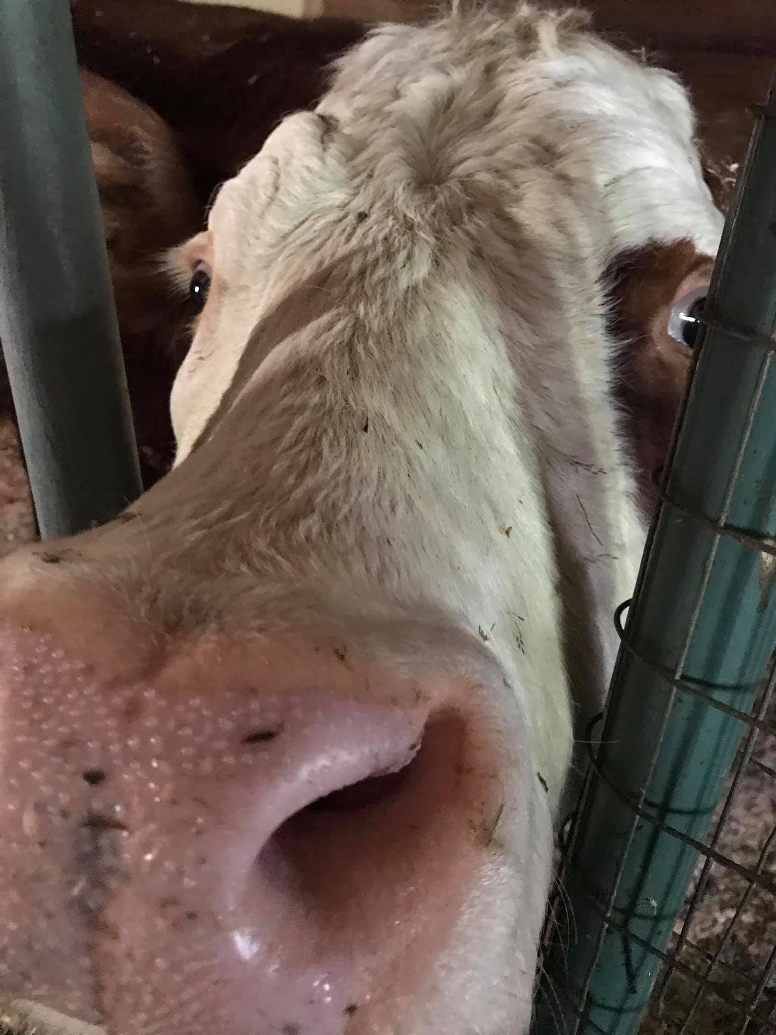 Cracker Box Palace Farm Animal Haven Alton, NY Adventures in New York