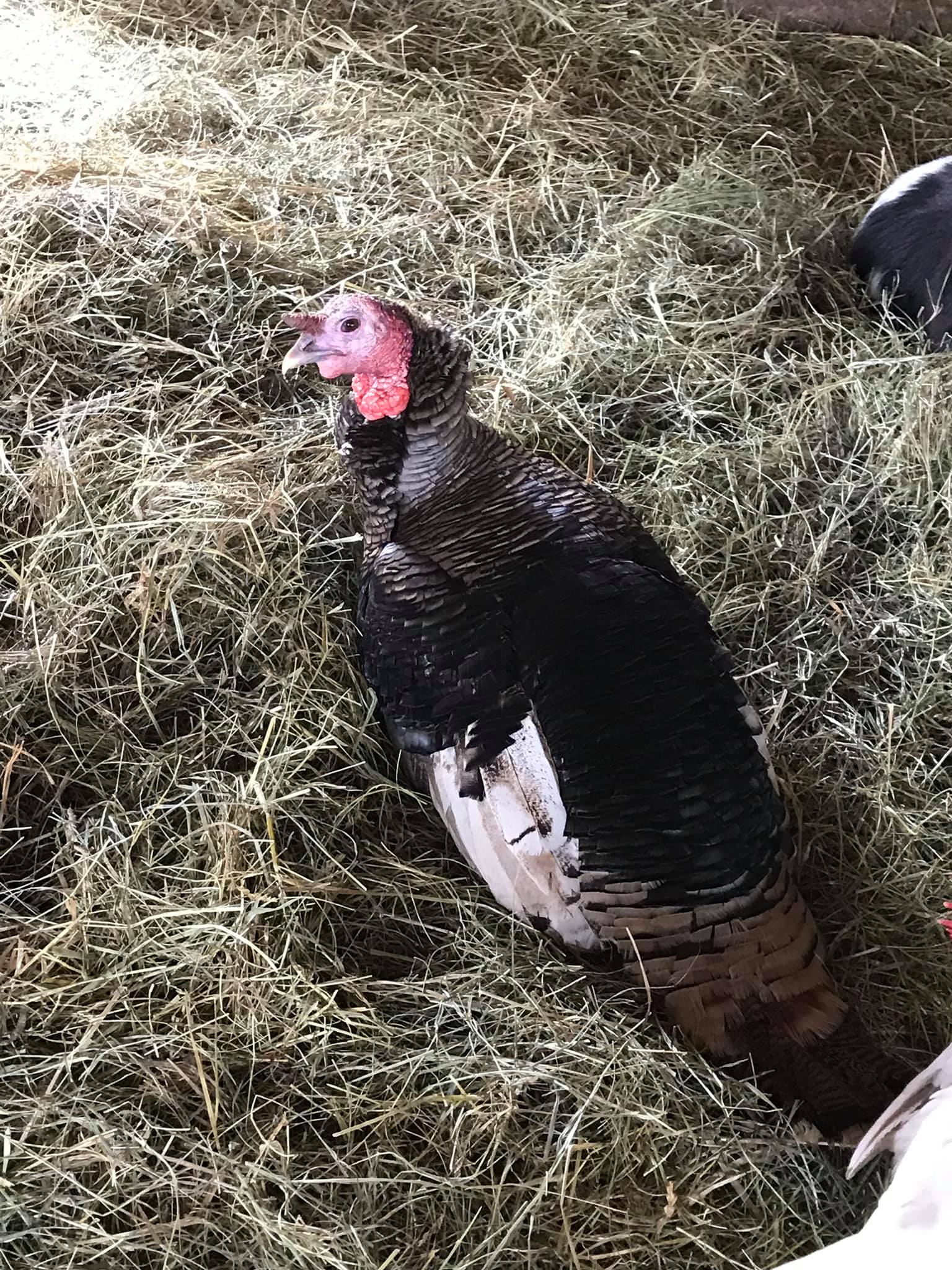 Cracker Box Palace Farm Animal Haven Alton, NY Adventures in New York