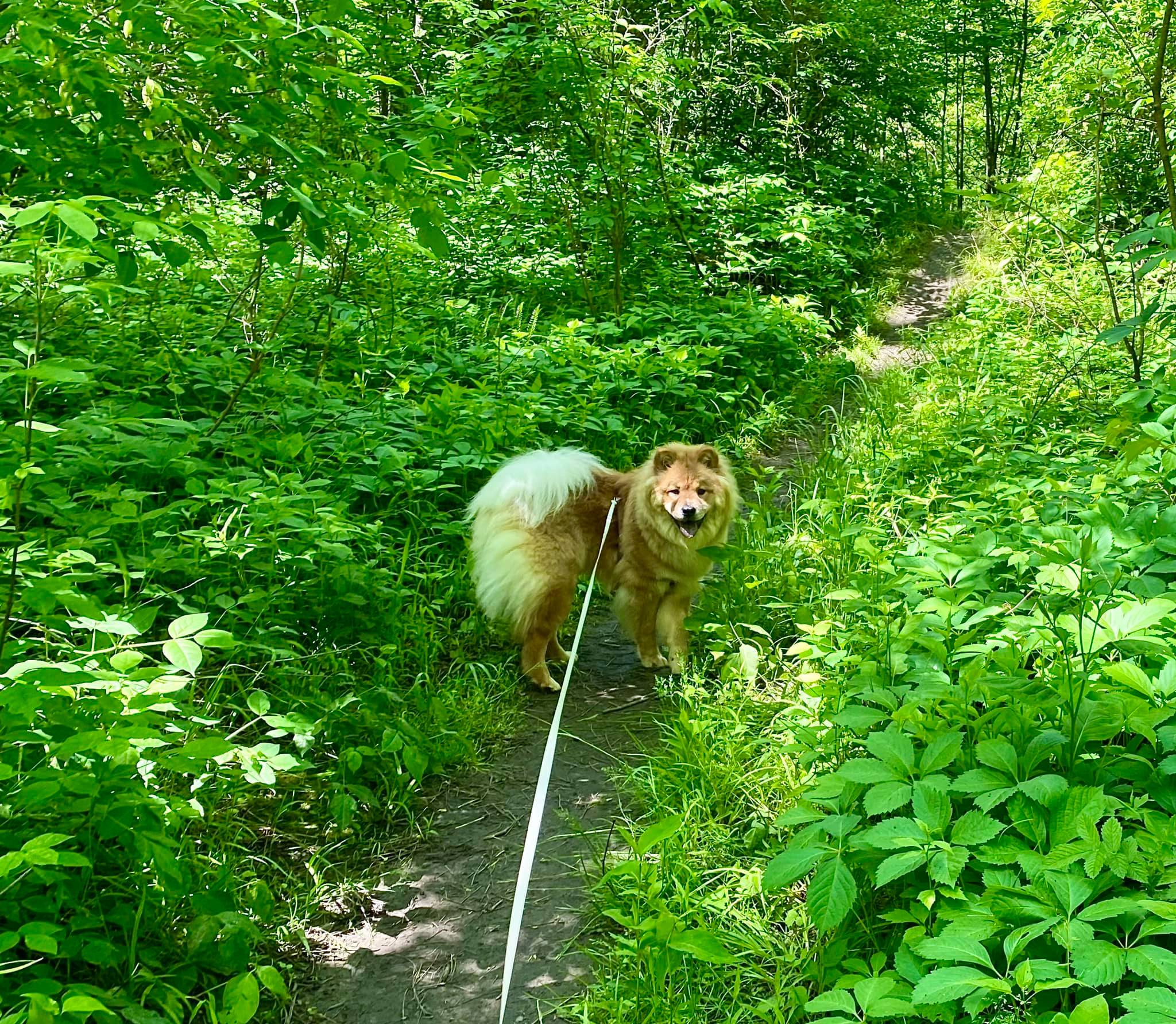 Sonyea State Forest & Keshequa Creek Falls Groveland, NY Adventures
