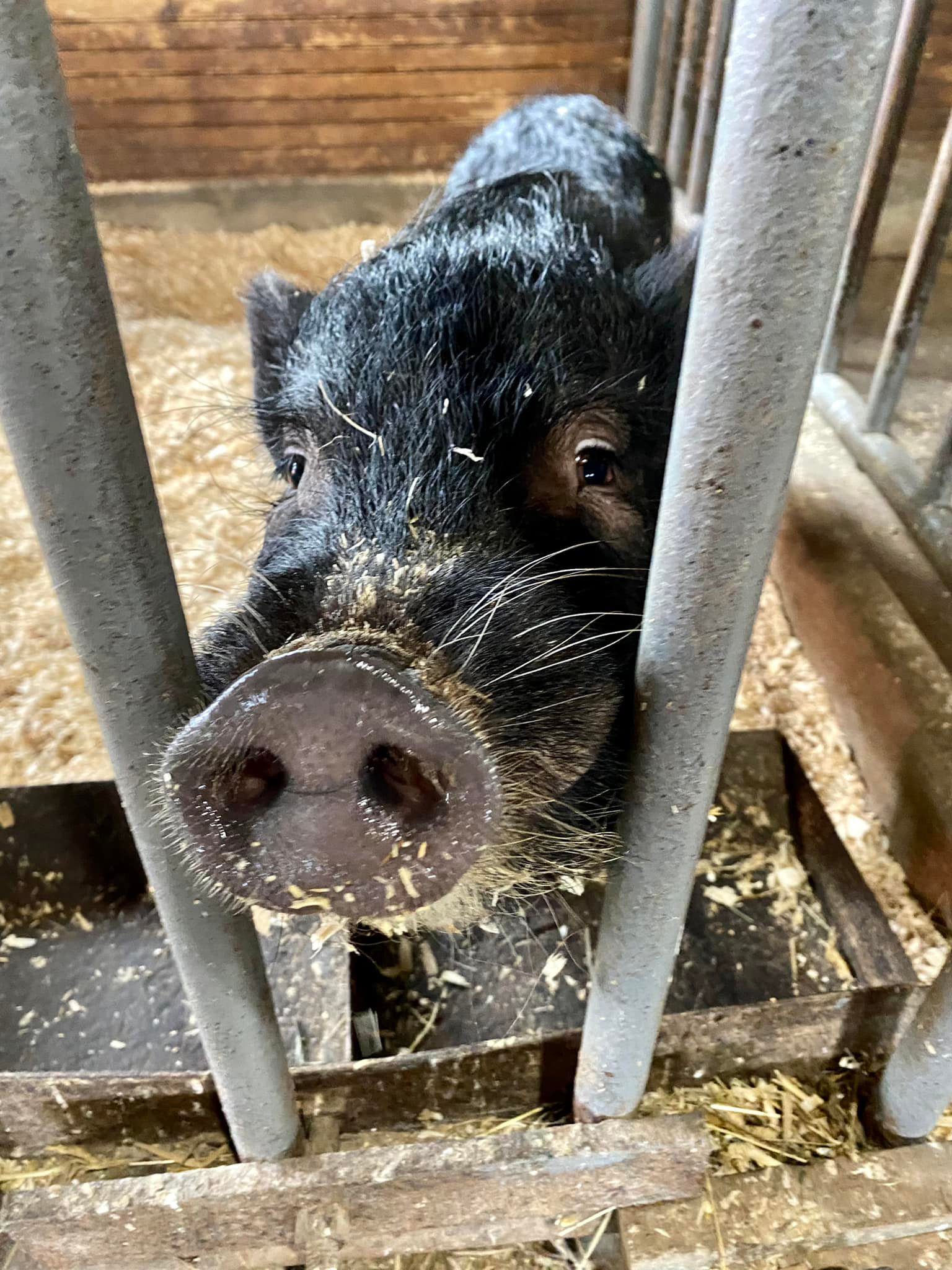 Cracker Box Palace Farm Animal Haven Alton, NY Adventures in New York