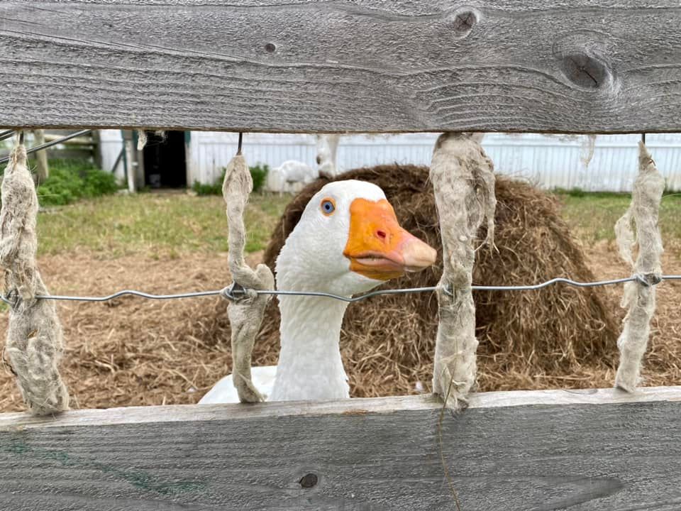 Cracker Box Palace Farm Animal Haven Alton, NY Adventures in New York