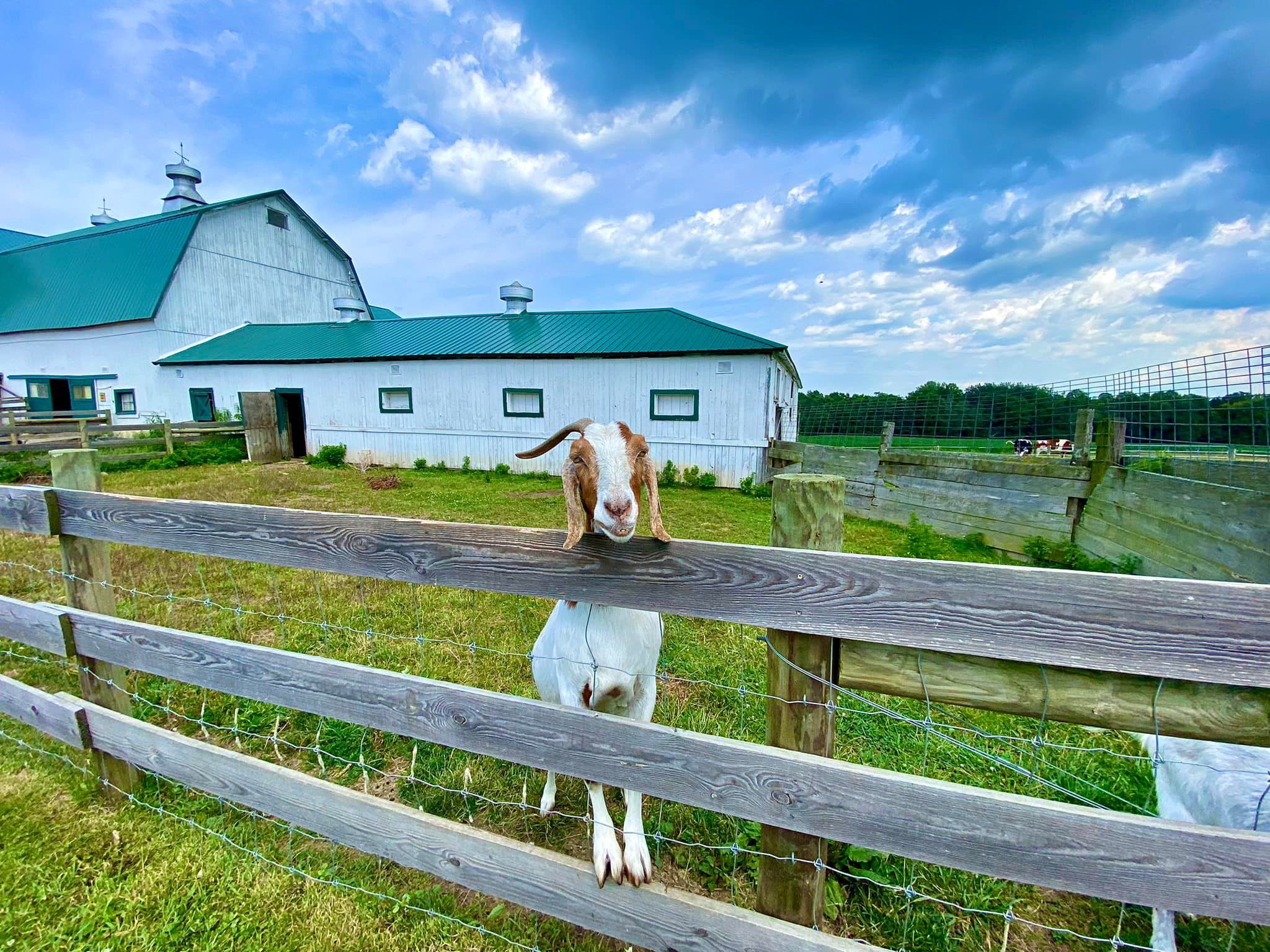 Cracker Box Palace Farm Animal Haven Alton, NY Adventures in New York