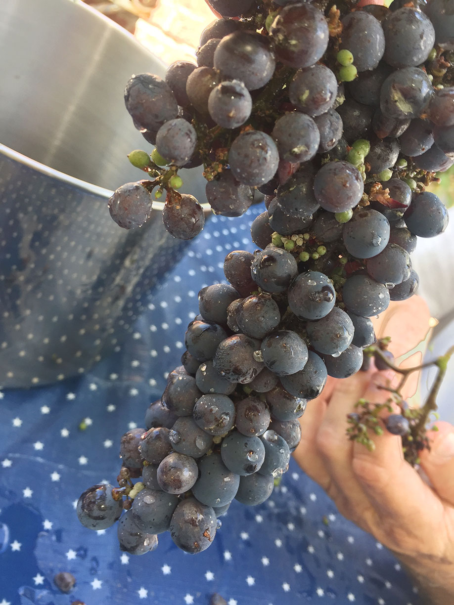 When life gives you grapes… Adventure Somm