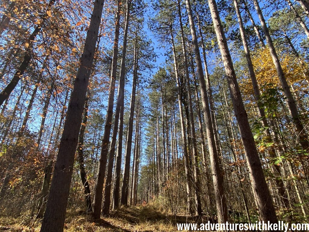 Plantation Trail Quebec Run Wild Area, PA