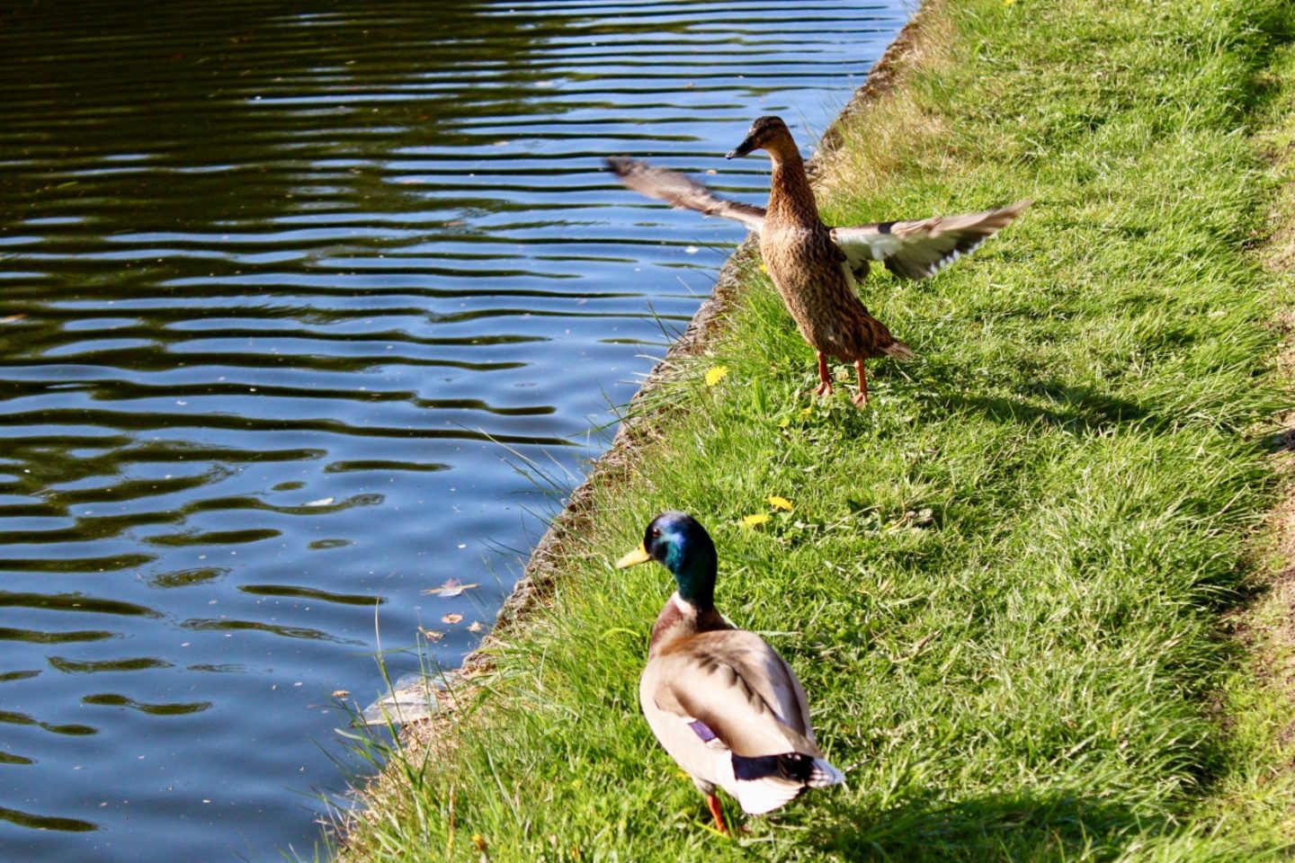 How to Spice Up Your Daily Lockdown Exercise Walk Adventures with Nell