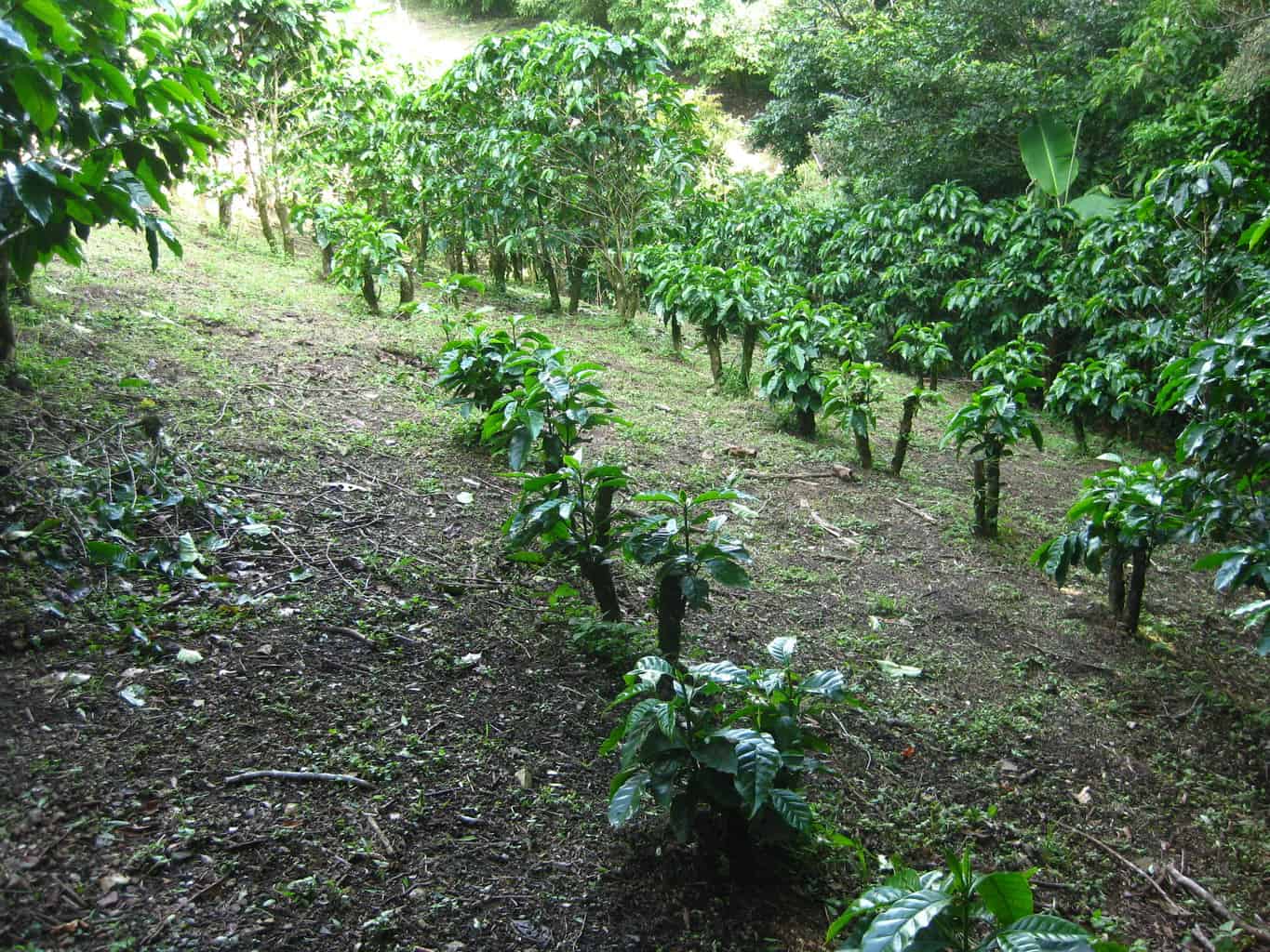 Costa Rican Coffee at the Don Juan Coffee Plantation